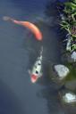 fishpond fishpond